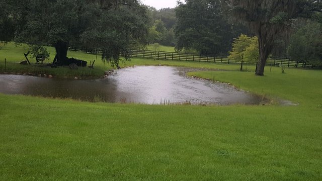 Pond Full 201934.jpeg