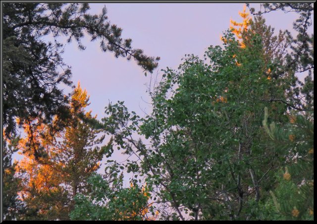 purply pink in sky gold on tree tops behind evergreens.JPG