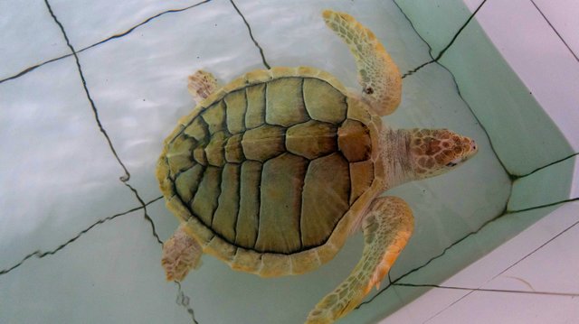 turtle power9.jpg