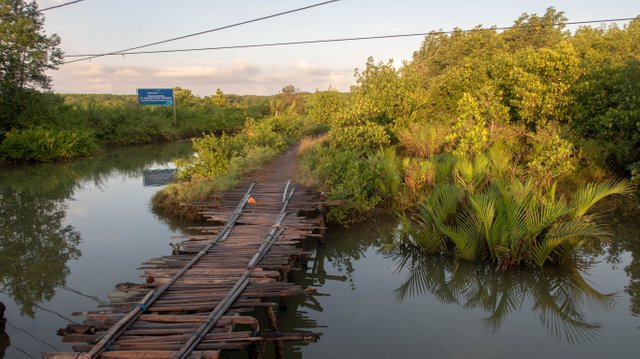mangrove explor29.jpg