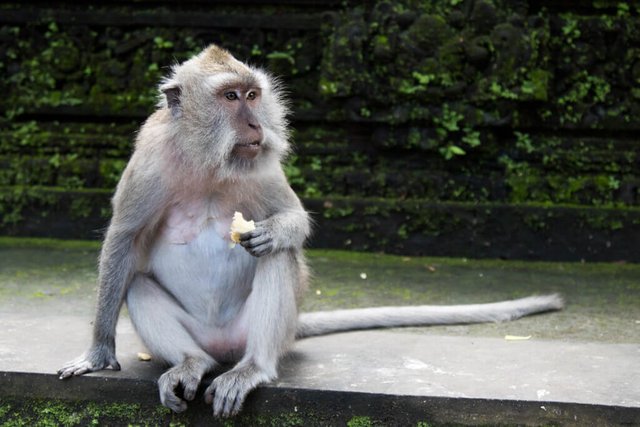 Monkey11of11024x683.jpg