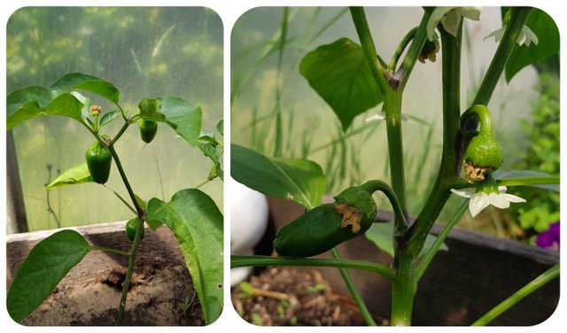 mini bell peppers.jpg