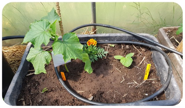 cucumbers.jpg
