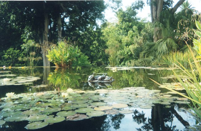 Jardín Botánico nenúfares.jpg