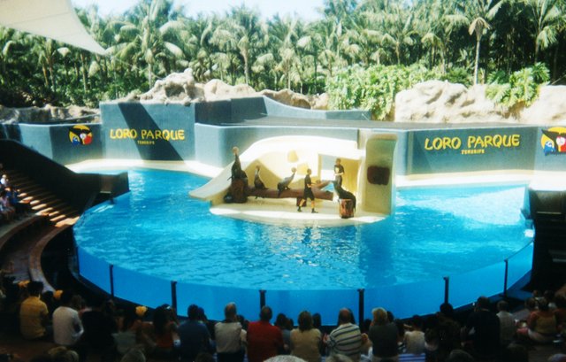 Leones marinos Loro Parque.jpg