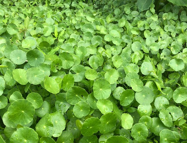pennywort near my home