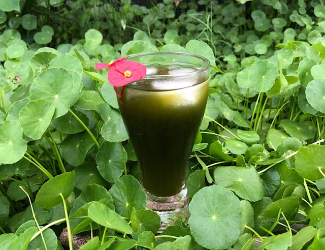 Pennywort juice in pennywort