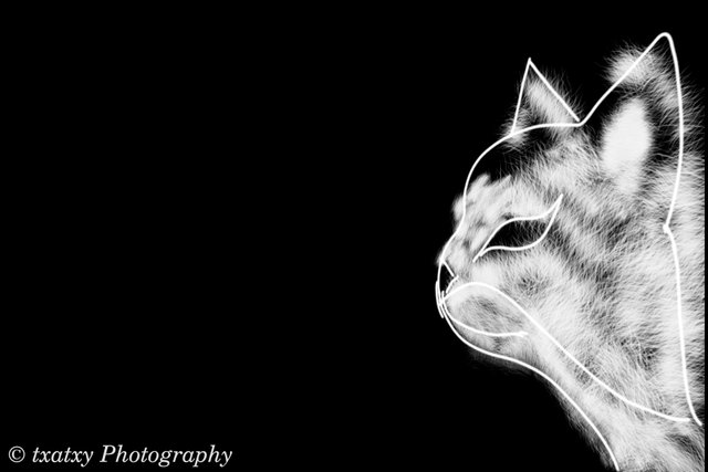 gato02.jpg