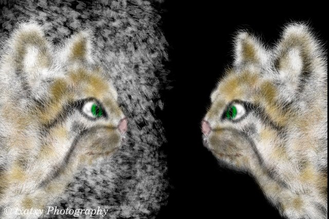 gato2.jpg