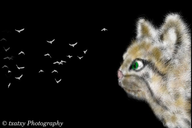 gato1.jpg