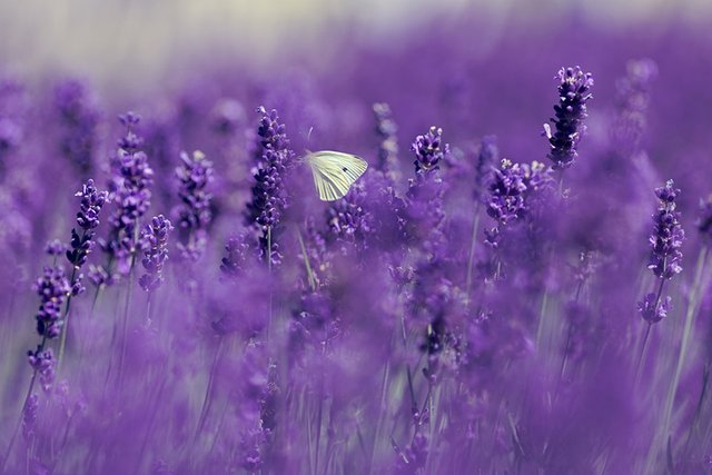 lavendel bearbeitet.jpg
