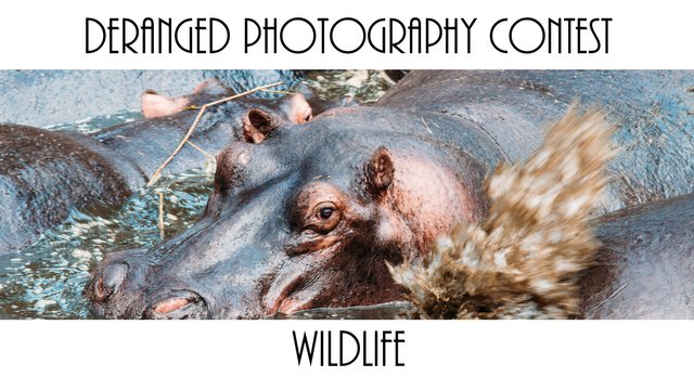 wildlife.jpg