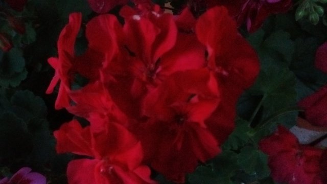 IMG_20180816_203640054.jpg