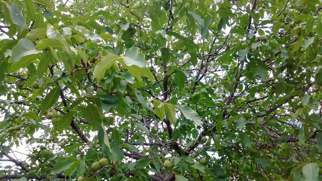 IMG_20180816_143758083.jpg