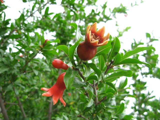 IMG_9575.JPG