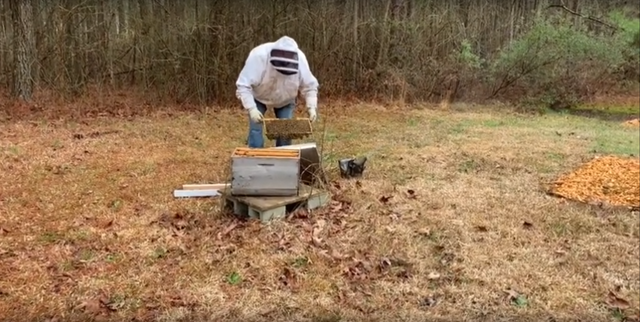bees4.png