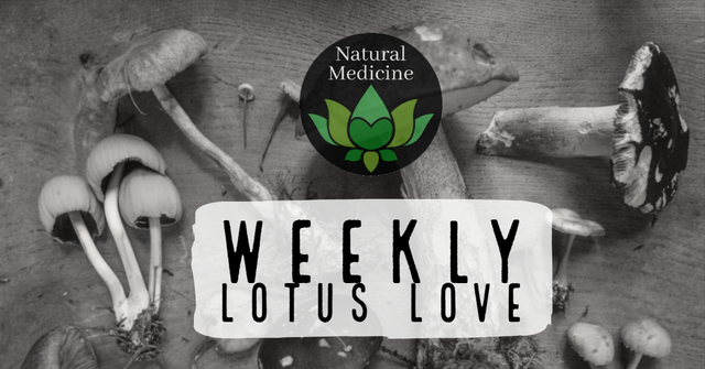 weekly lotus love.png