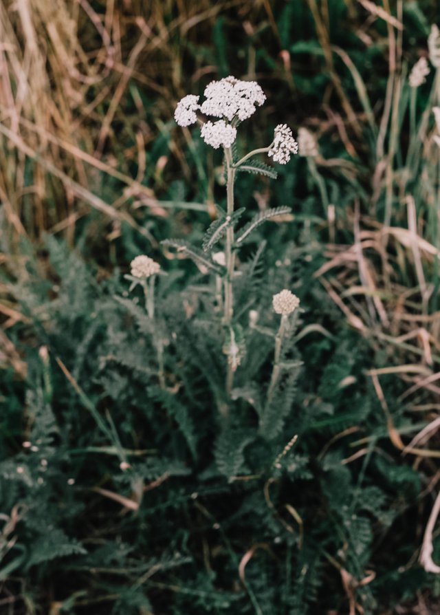 yarrowwhite9.jpg