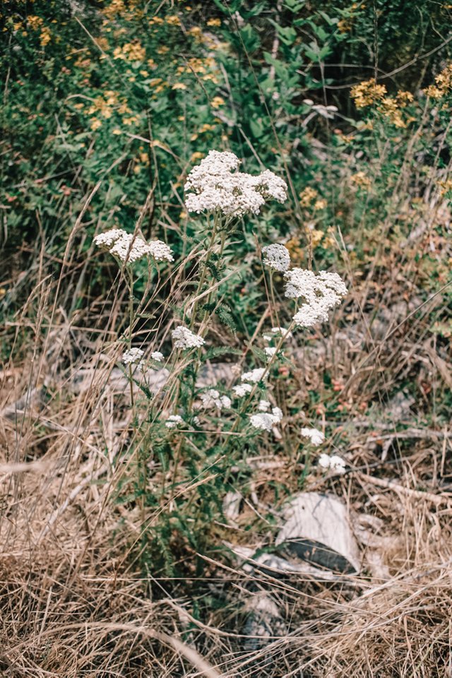 yarrowwhite6.jpg