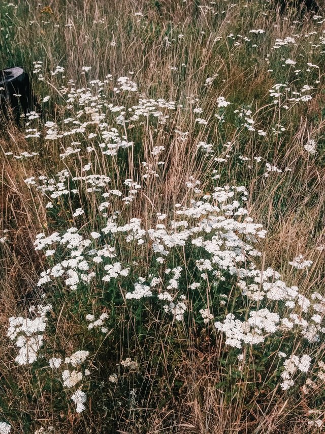yarrowwhite11.jpg