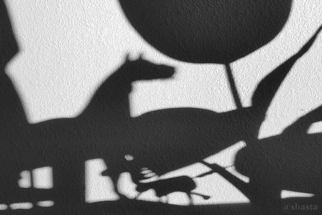 shasta2020feb13th47shadows3io.jpg
