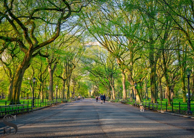 1 1 trees central Park5.jpg
