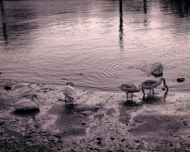 1 1 WW by the water_5.jpg