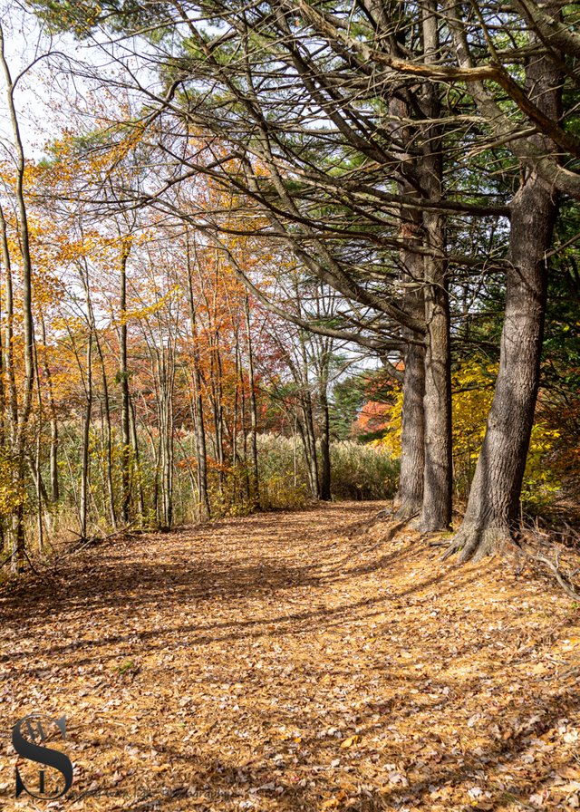 1 1 Trees Beaverbrook trail5.jpg