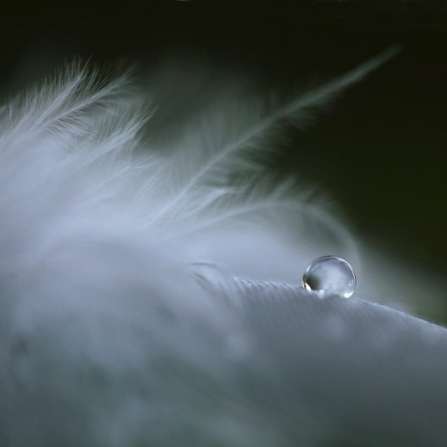 feather2571777_960_720.jpg
