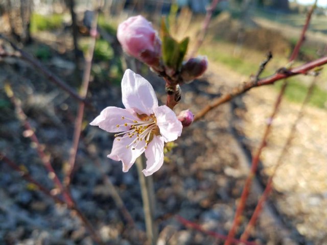 nectarineflower.jpg