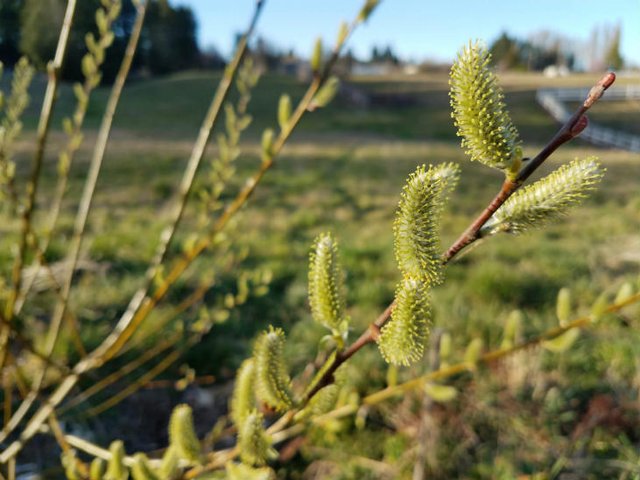 willowsflowers.jpg