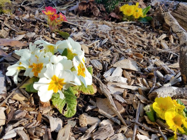primroseflowers.jpg