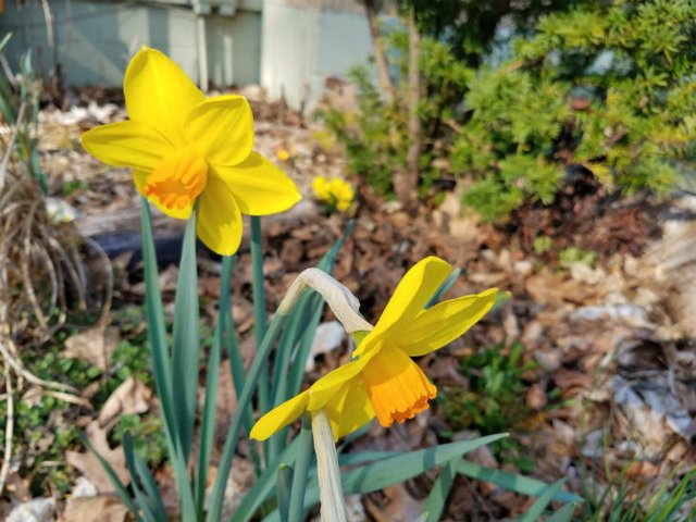 daffodils.jpg