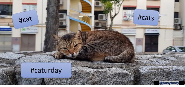 Cats Header