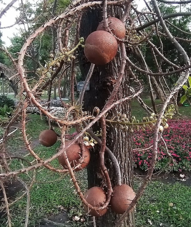 Samsung%20A9%20-%20Rama%209%20Park%20-%20Bonsai%20Trees%20-%20Dec%204%20-%202019%20841.jpg