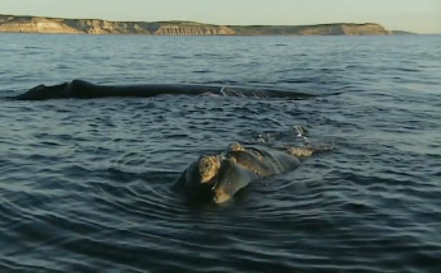 02.-Whales in Patagonia-11.jpg