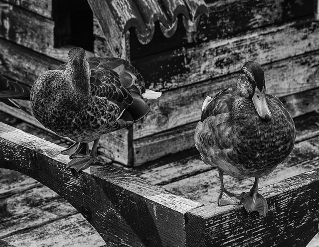 DSC_0060.JPG