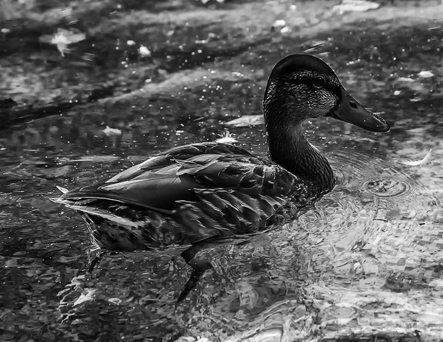 DSC_0045.JPG