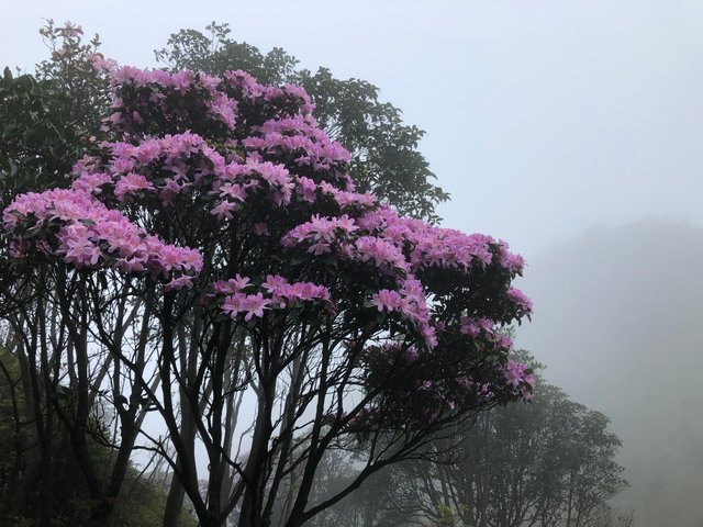 阳春鸡笼顶1