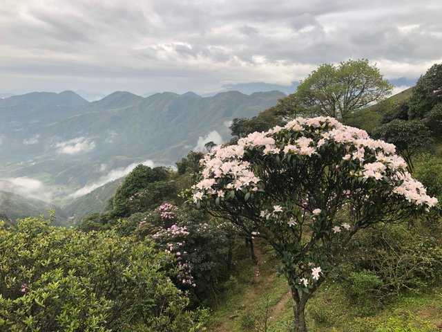 阳春鸡笼顶9
