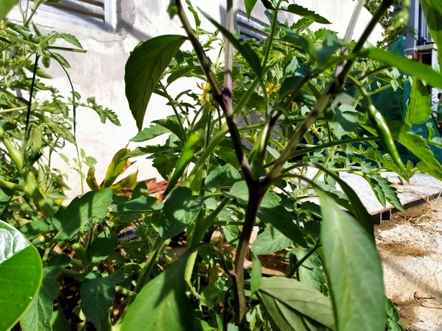 IMG20200702081515.jpg