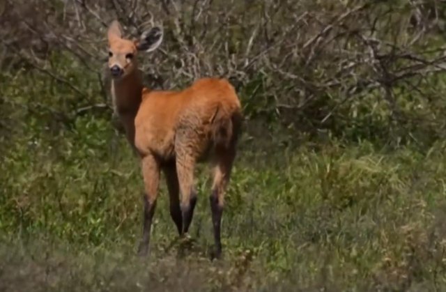 13.-Esteros-del-Iberà-44-fauna-corzuela-roja.jpg