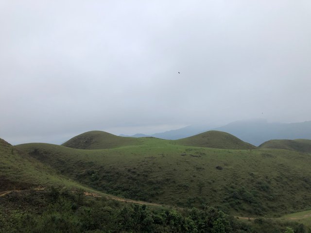 阳春鸡笼顶7