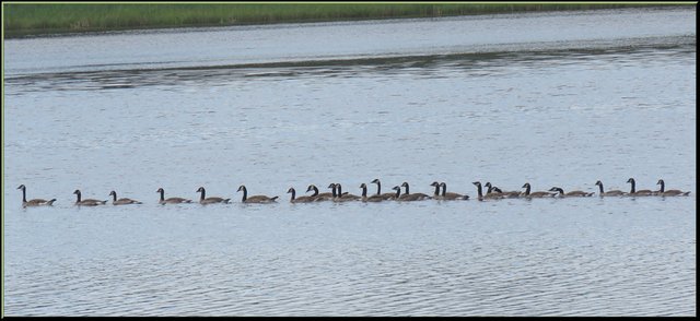 mother goose and 22 mature goslings all in a line.JPG