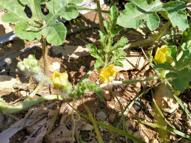 IMG20200630120718.jpg