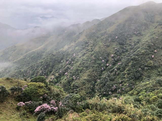 阳春鸡笼顶5