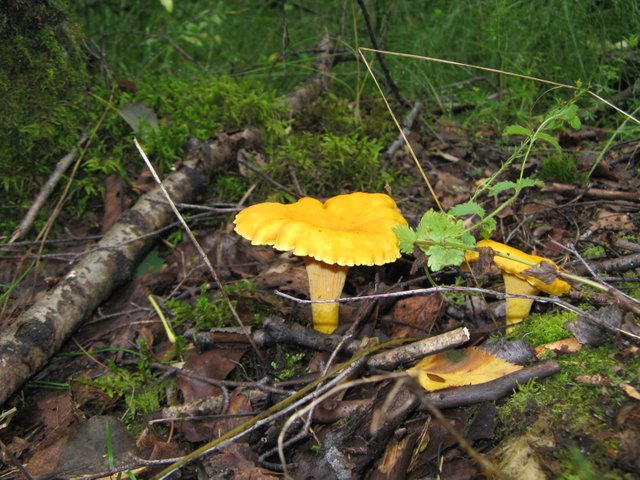 IMG_3429.JPG