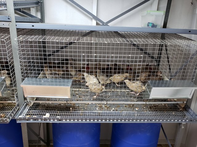 learning bout livestock and raising quail.jpg