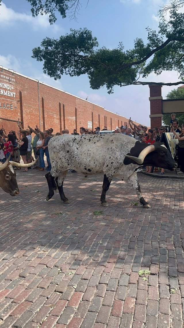 Long Horn Cattle