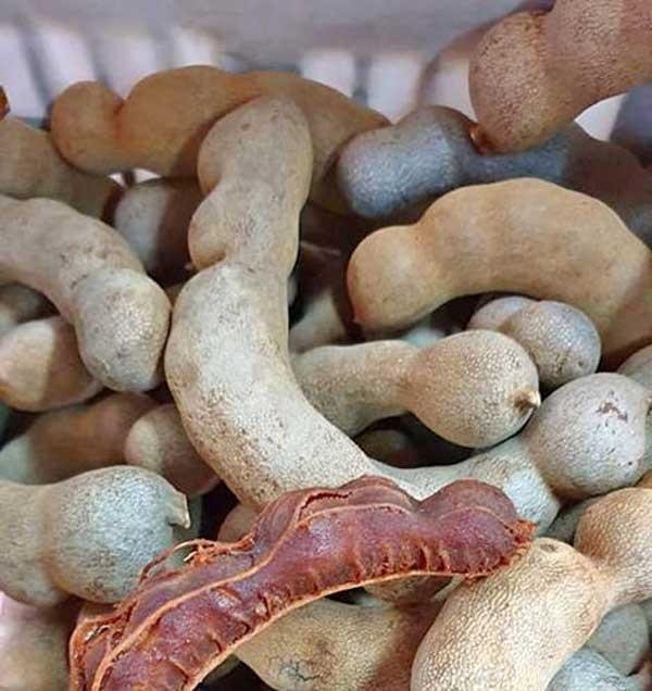 tamarind